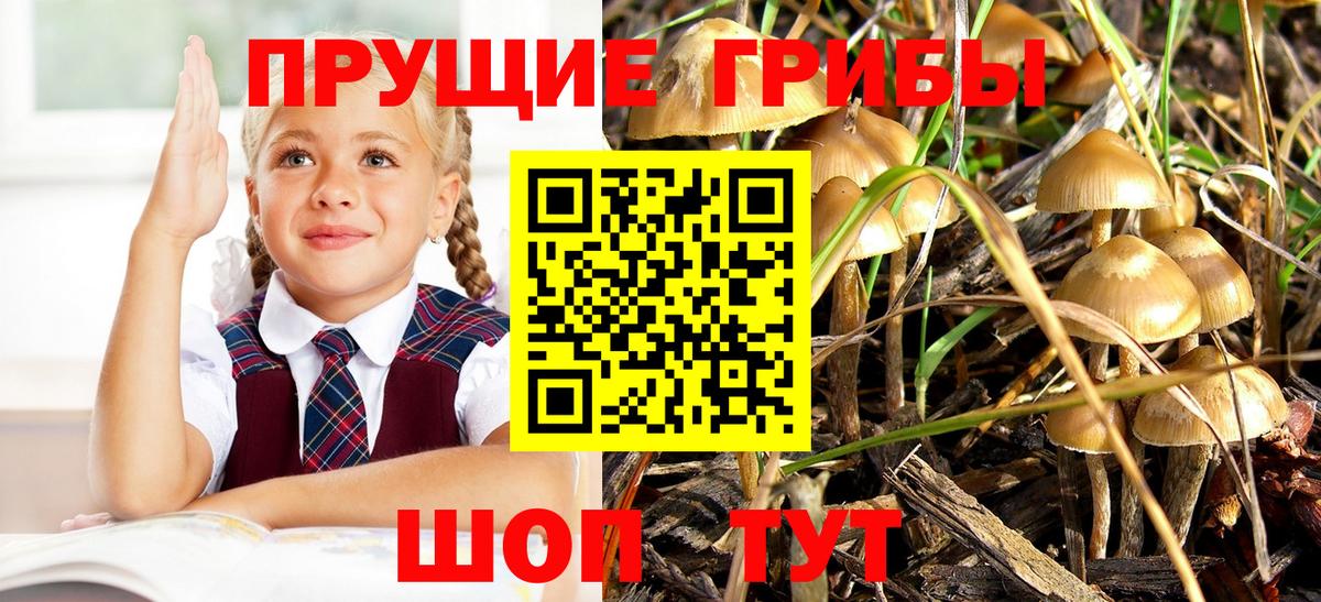 Галлюциногенные грибы GOLDEN TEACHER  Псилоцибиновые грибы Psilocybine cubensis  Бузулук  где купить наркоту  Вход с VPN 